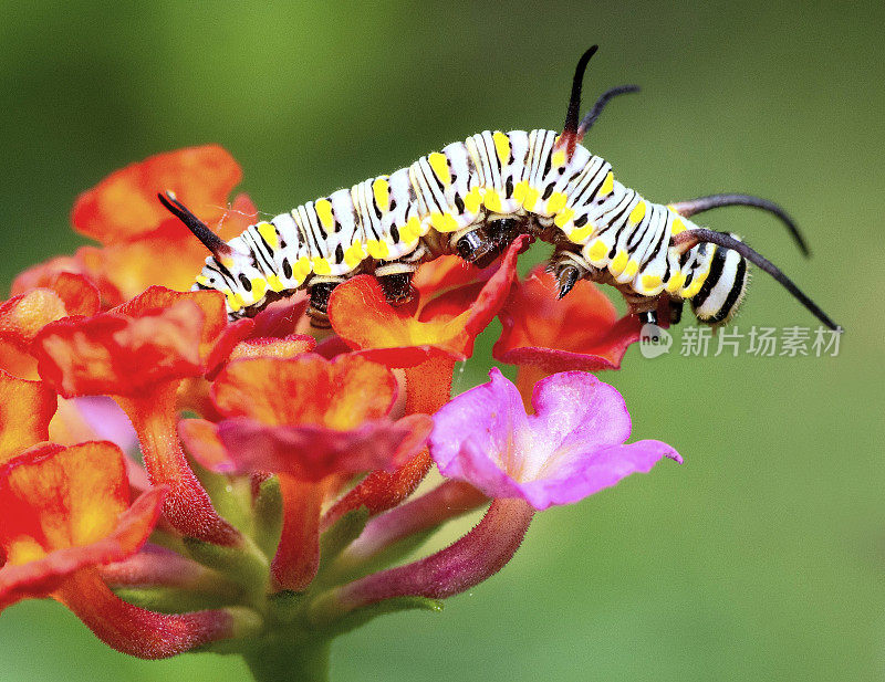 毛毛虫从花上爬下来——动物行为。