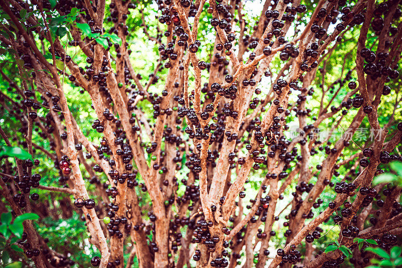 Jabuticaba