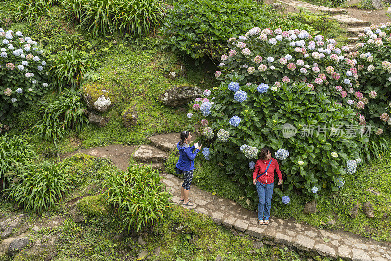 妇女在亚速尔群岛圣米格尔的大绣球花旁