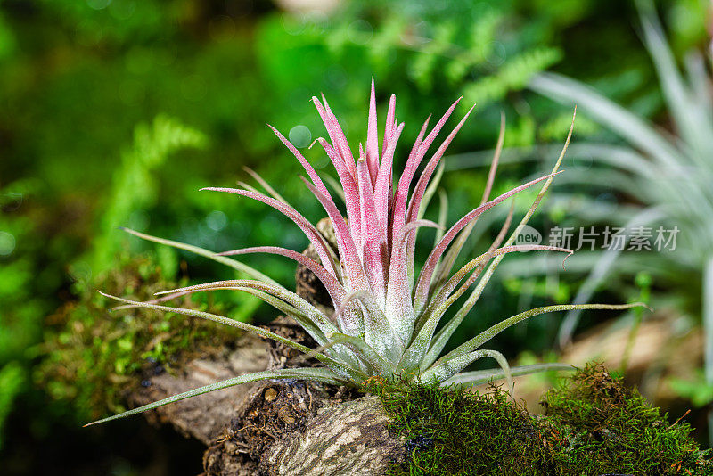 空气植物和苔藓植物