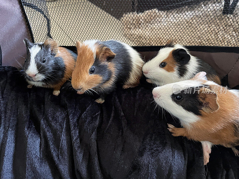 一群母猪，美国三色豚鼠幼崽，幼崽，黑色，姜黄色和白色的豚鼠坐在宠物笼的黑色毯子上，网格窗，高架视图，聚焦于前景