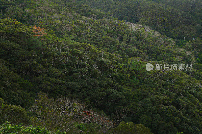 Yanbaru森林