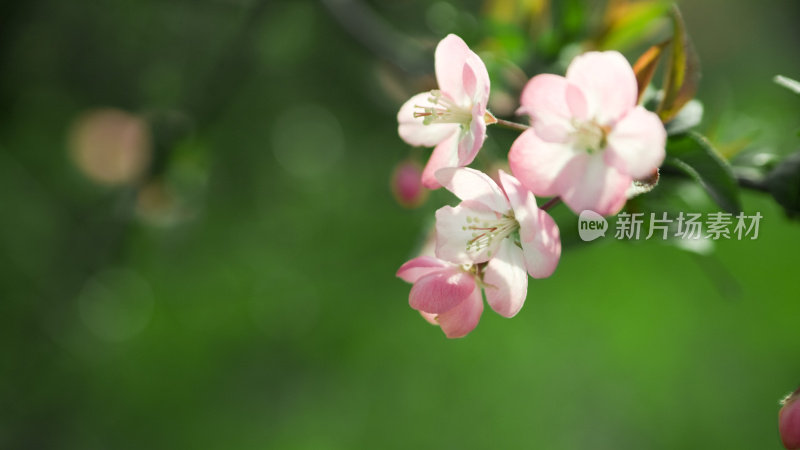 中国山楂的花