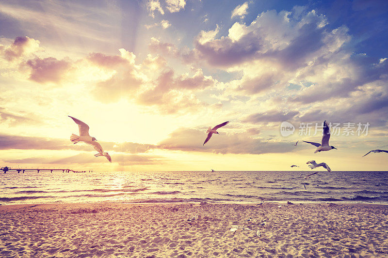 复古色调的海滩和日落时的飞鸟