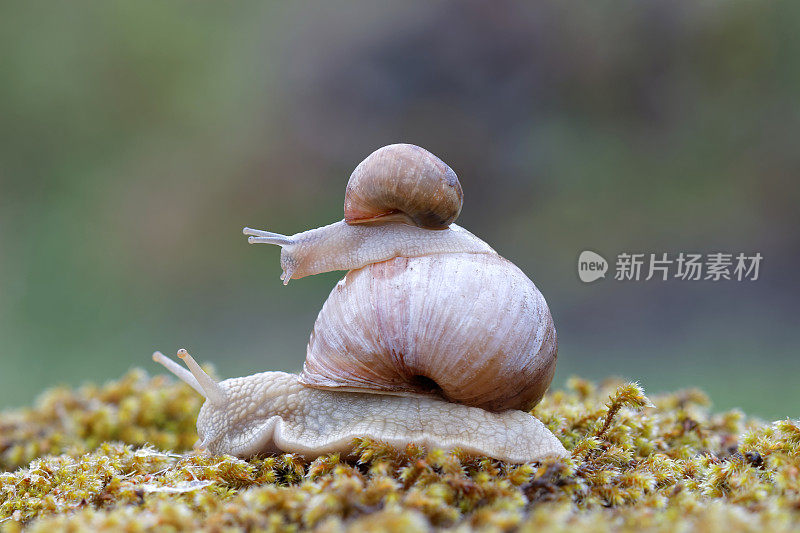 一只蜗牛在绿色苔藓上的蜗牛上面