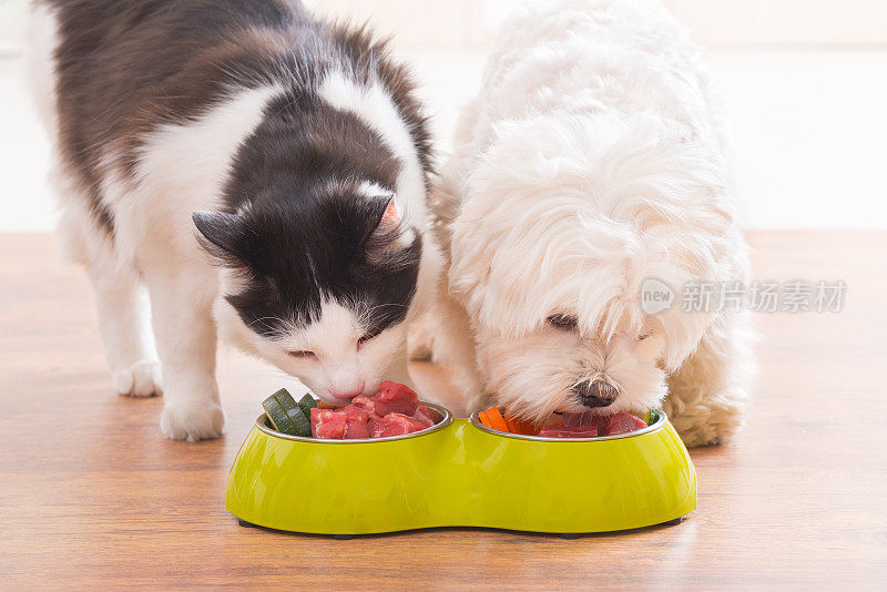 狗和猫吃着碗里的天然食物