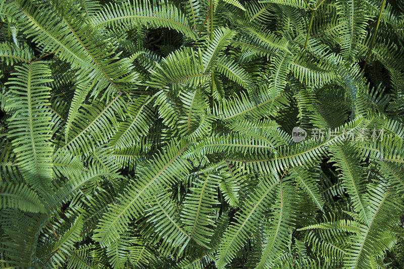雨林背景中的热带绿色蕨类