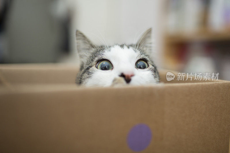 盒子里的猫
