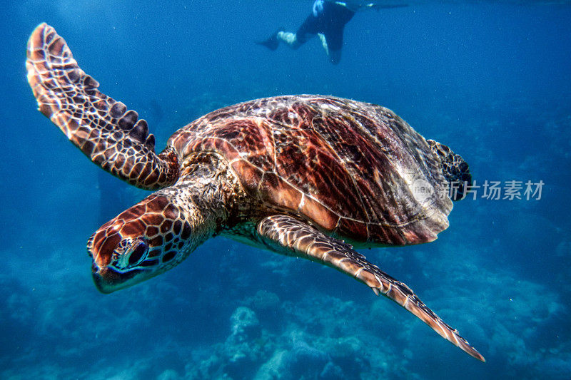 在澳大利亚大堡礁的海龟