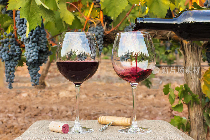 葡萄丰收时，红酒倒进葡萄园的玻璃杯里