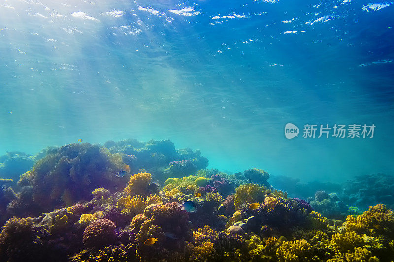 红海里的珊瑚和鱼