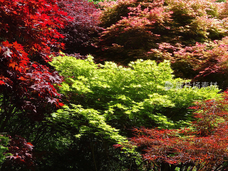 绿色，黄色，粉红色，红色日本枫叶(槭树掌叶品种)的图像