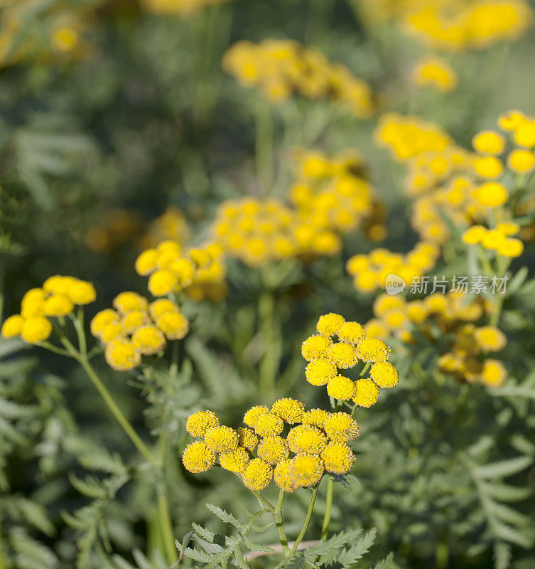 艾菊(Tanacetum)