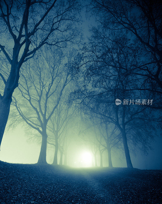 夜晚穿过树林的阴森的雾蒙蒙的路