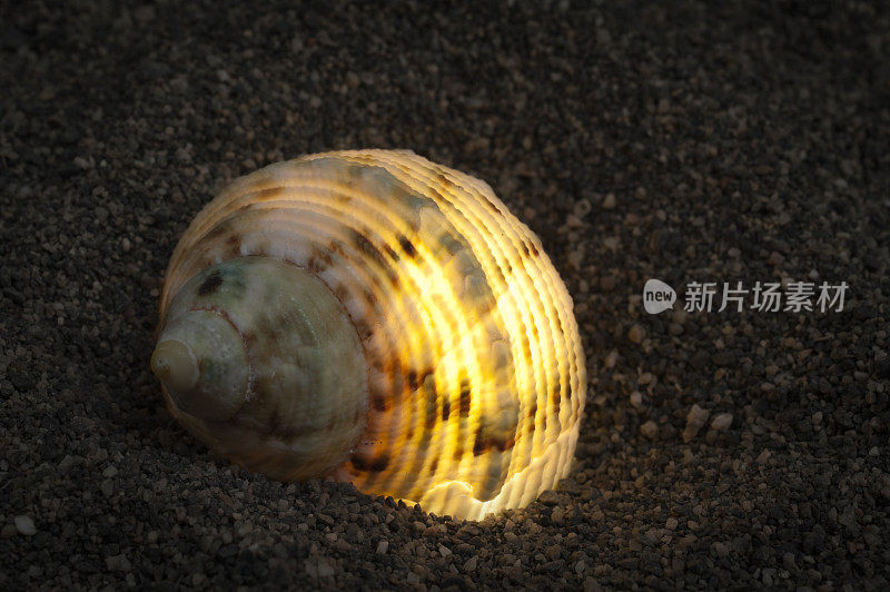 贝壳从里面在沙子上发光