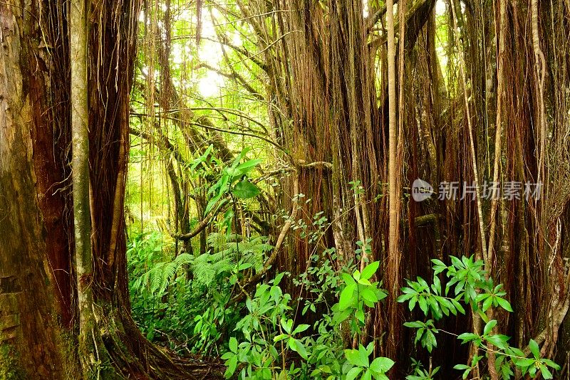 热带雨林