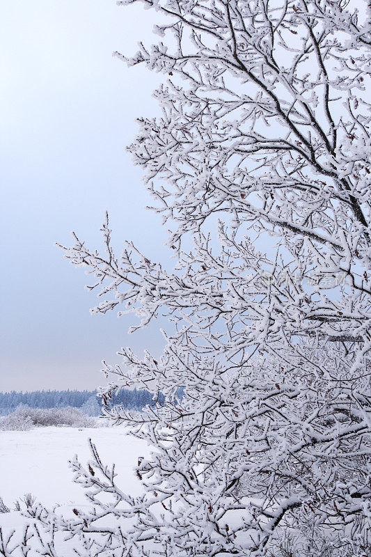 雪树