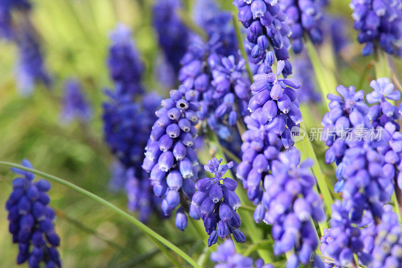 蓝色的风信子花特写，在花园里开花