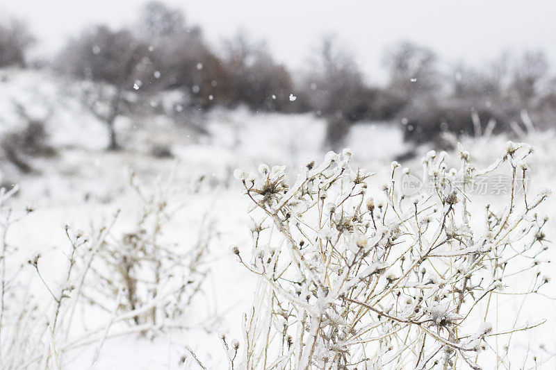 第一场雪的印象