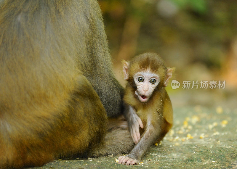 惊讶的小猴子