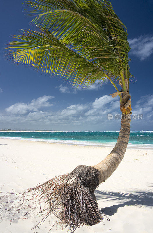 白色的沙滩上有椰子树