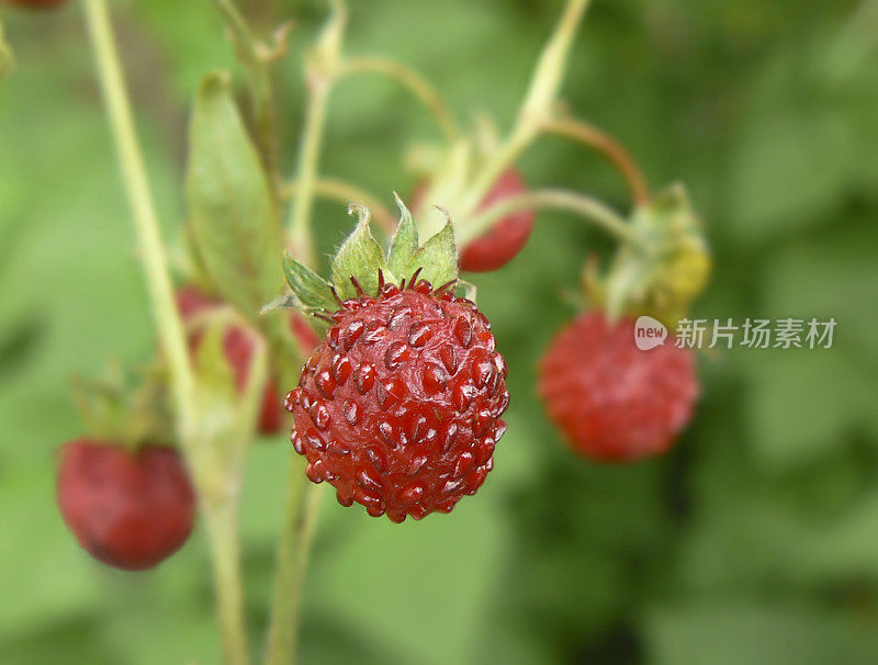 野草莓