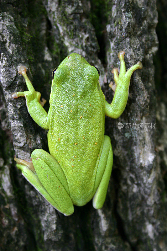 Treefrog垂直