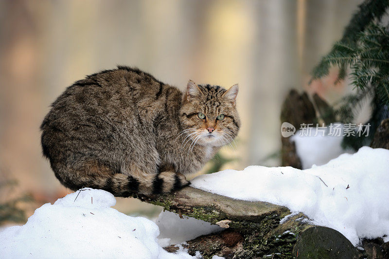 雪中的欧洲野猫(欧洲野猫)