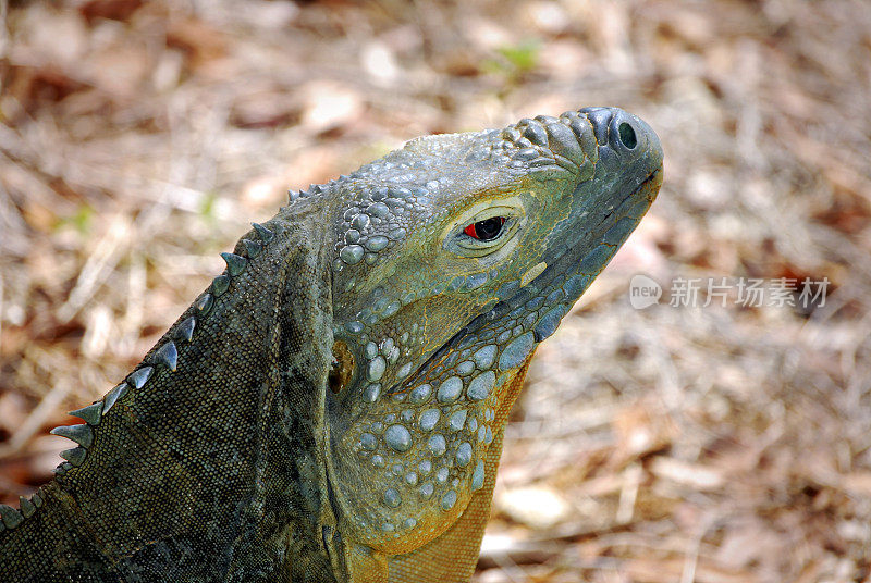 蓝鬣蜥，大开曼群岛(眼睛聚焦)