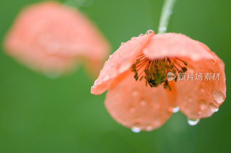 雨后的橙色罂粟