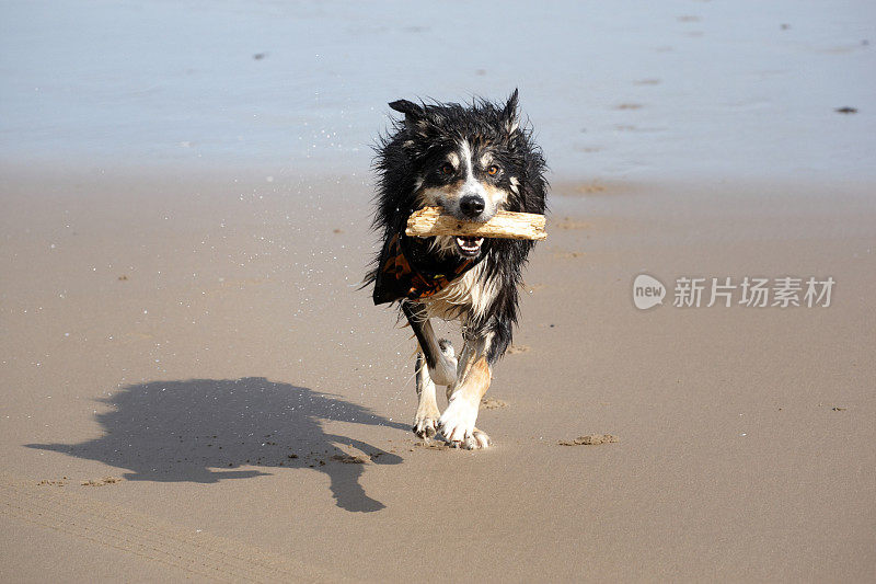 博德牧羊犬在海滩上奔跑