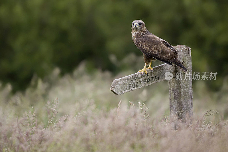 常见的秃鹰(Buteo)