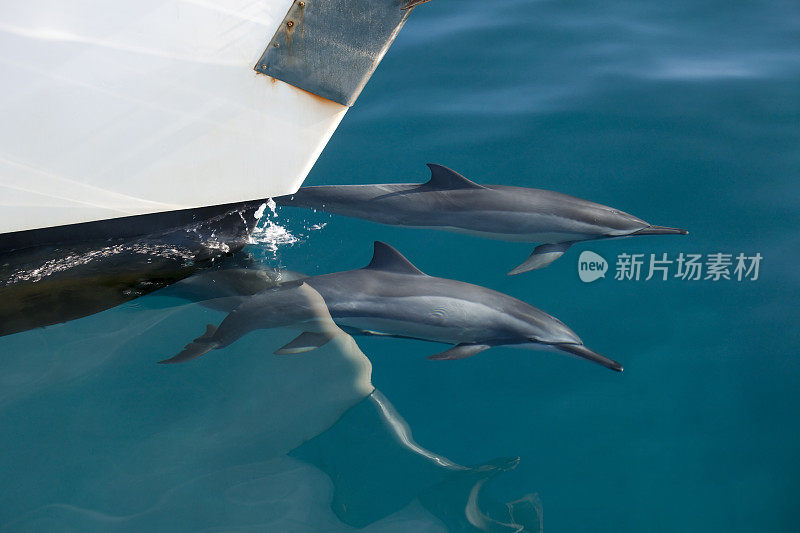 宽吻海豚在夏威夷划船