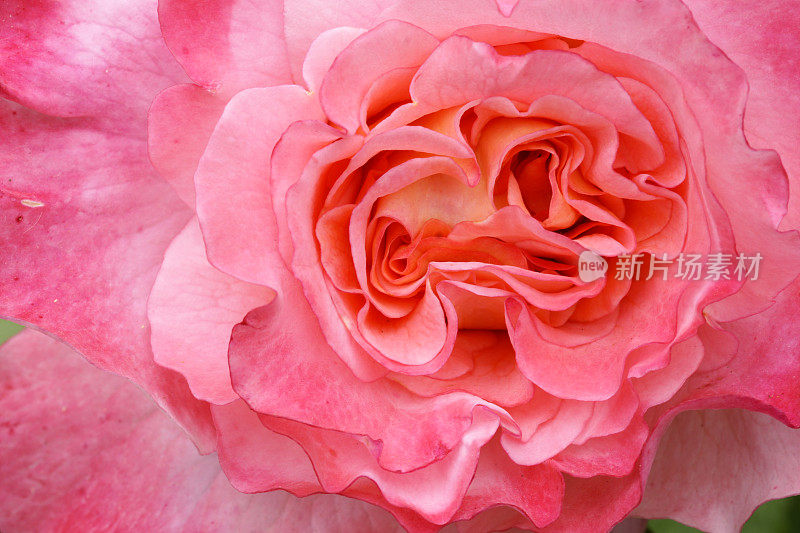 粉红颜色的玫瑰