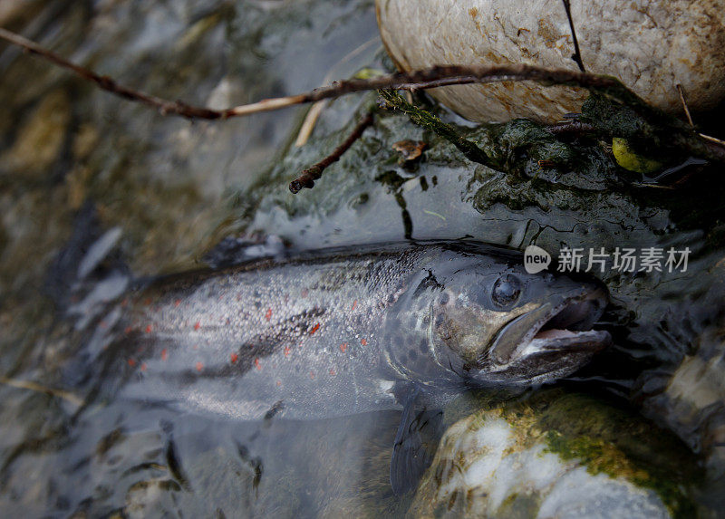 被污染的河流中的死鱼