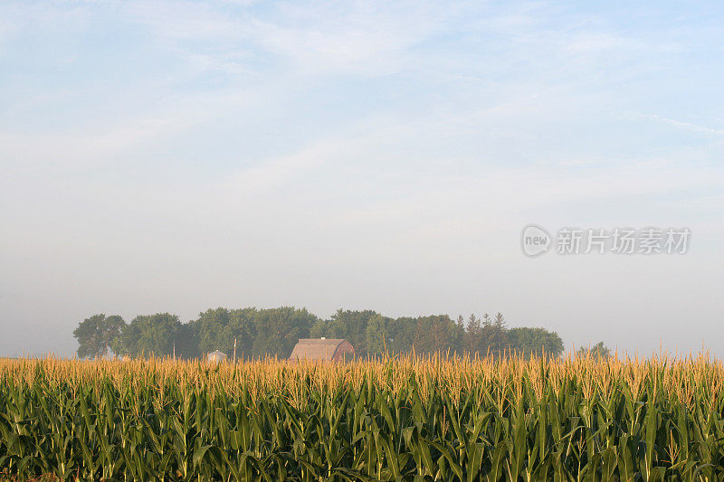 夏天早晨爱荷华州的玉米地