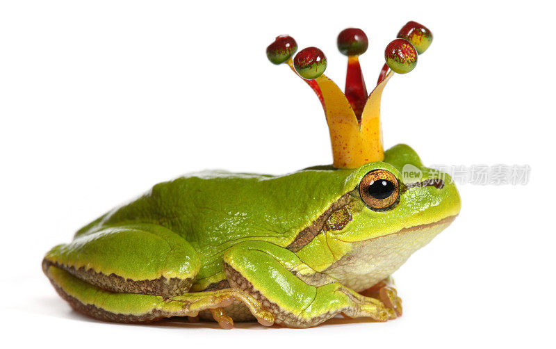 青蛙与冠