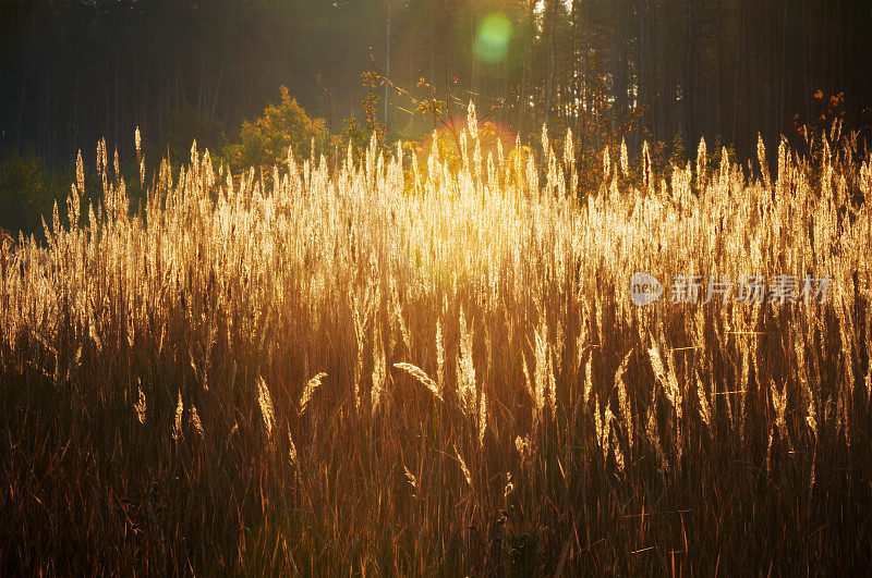 日出时草地上野草的剪影