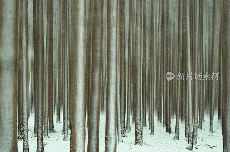 冬天的树与淘金和飘落的雪