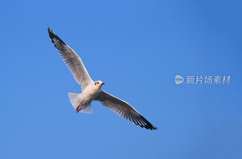 蓝天下的海鸥