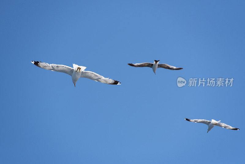 白色的海鸥在蓝天上飞翔