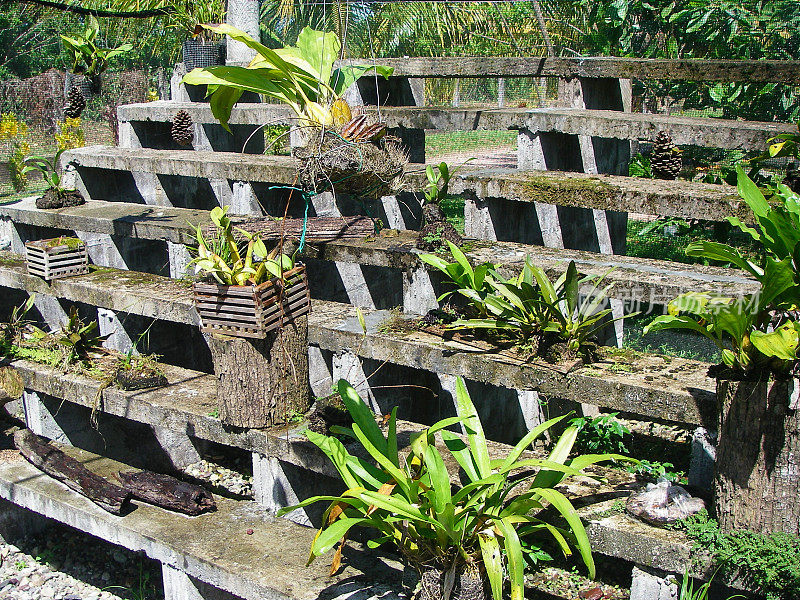 洪都拉斯濒危兰花的研究与繁殖