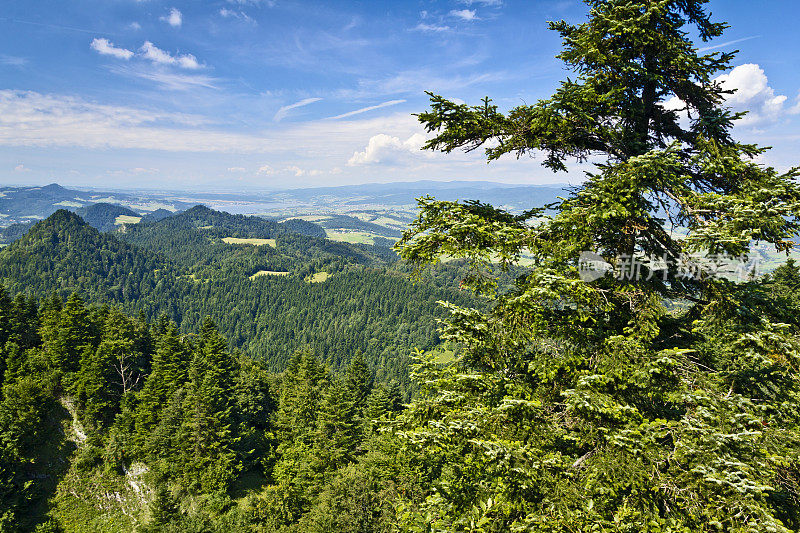 松树山景观，波兰