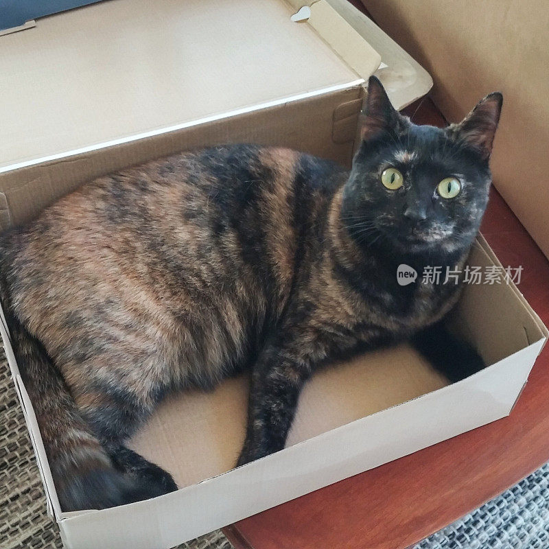 猫躺在桌子上的盒子里，绿色的眼睛向上看