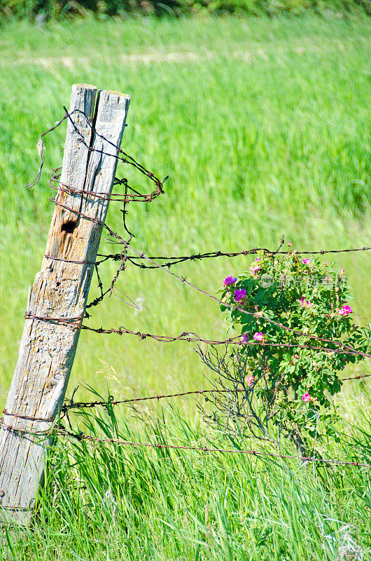 篱笆桩，带刺的铁丝和粉红色的野玫瑰