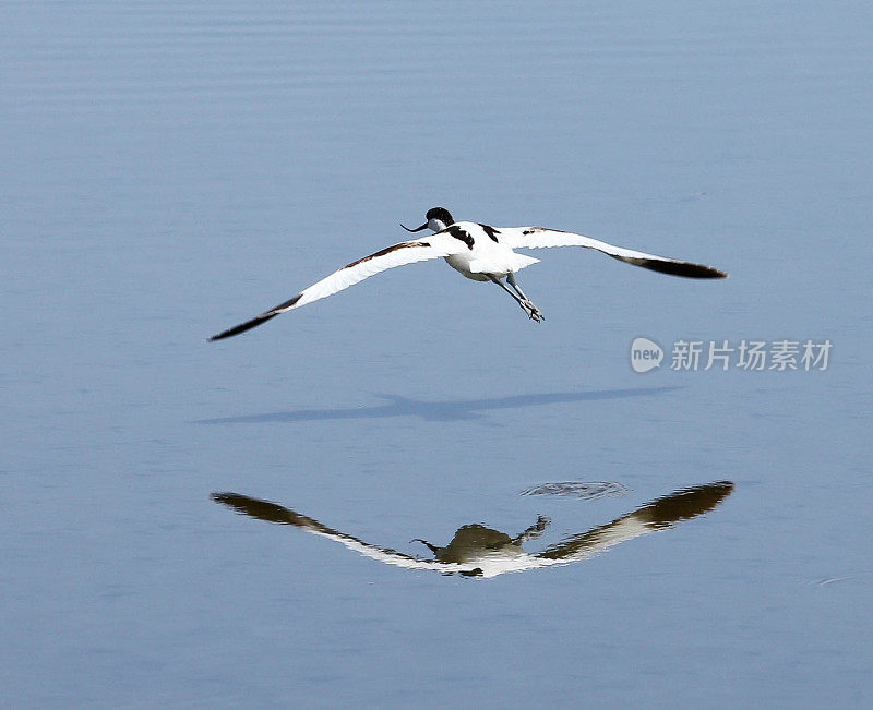 脚Avocet