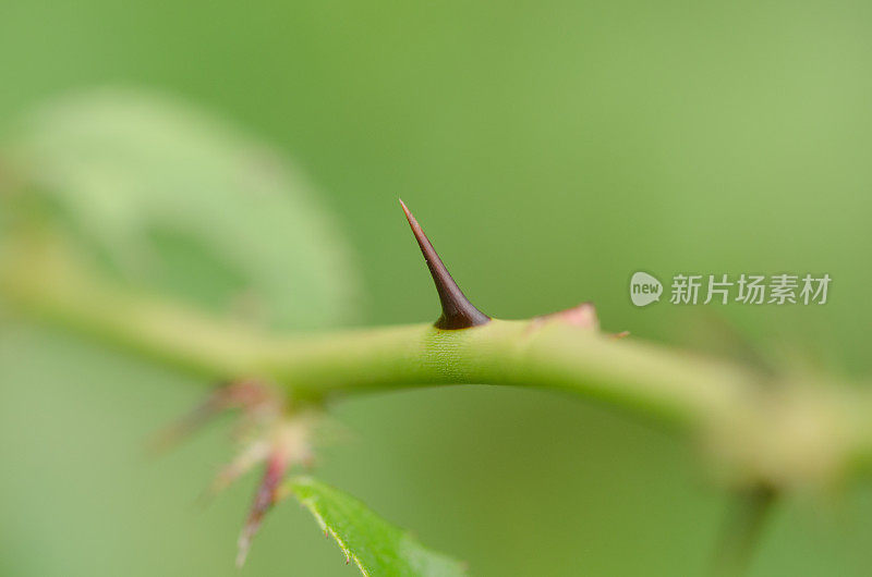植物刺的微距镜头