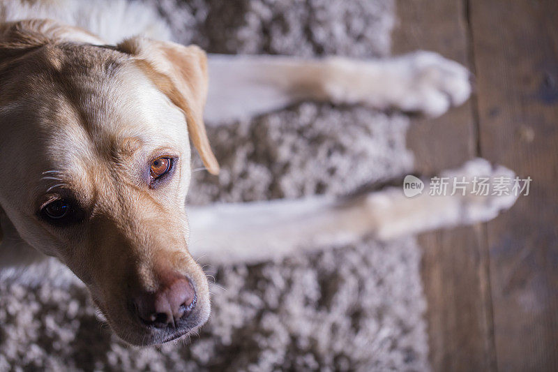 一只拉布拉多犬躺在灰色的地毯上向上看