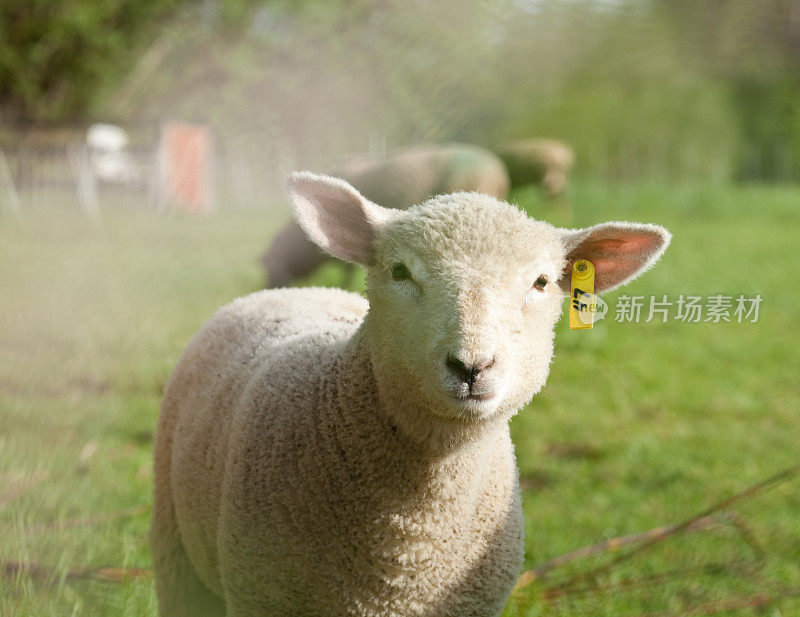 耳朵上有标签的小羊羔。