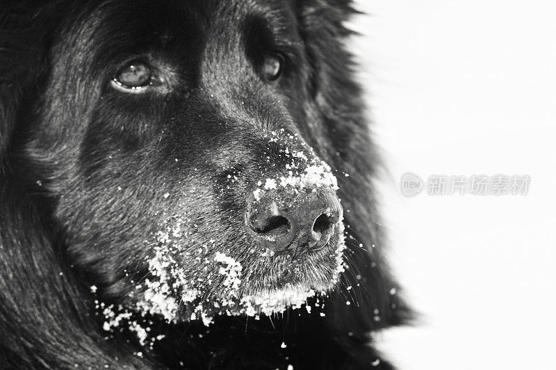 德国牧羊犬的鼻子